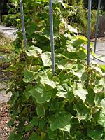 Concombre grimpant, Echinocystis lobata (fam Cucurbitacees) (Am. du nord) (1) (Photo F. Mrugala)